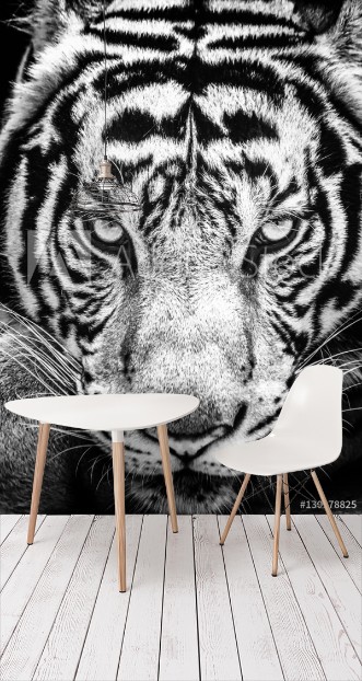 Picture of Tiger and his eyes fierce in the black and white style